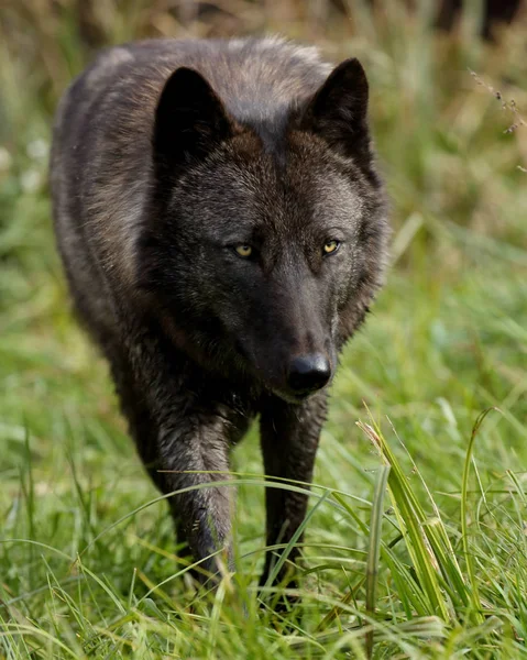 Μαύρος λύκος waling προς τα εμπρός μέσω της χλόης — Φωτογραφία Αρχείου