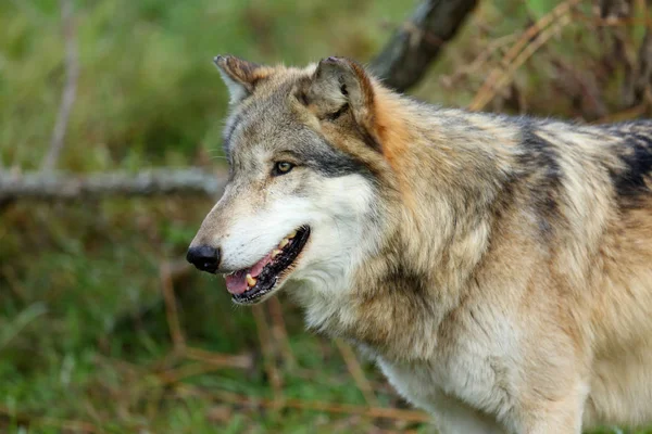 Testa e spalle ritratto di un lupo — Foto Stock