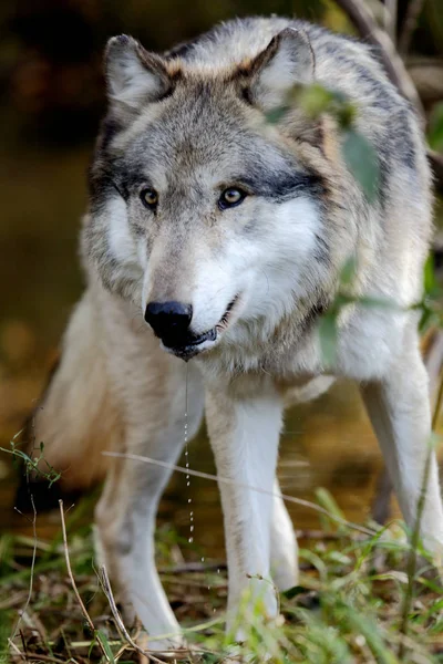 Wilk, wpatrując się uważnie do przodu — Zdjęcie stockowe