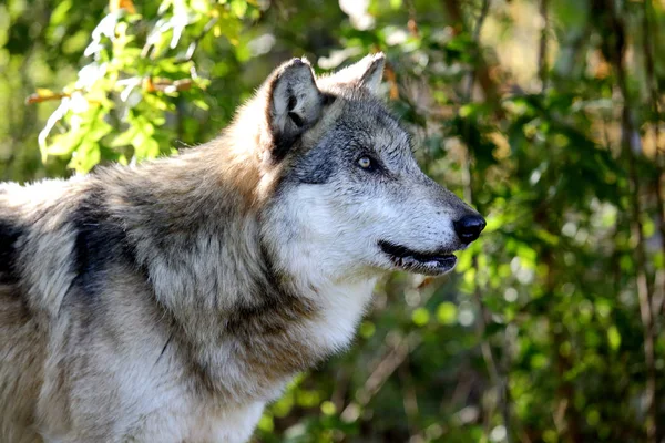 Wilk, wpatrując się uważnie w bok — Zdjęcie stockowe