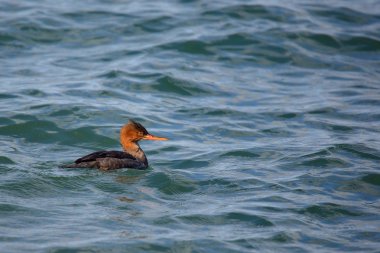 Kırmızı göğüslü merganser yeşil su