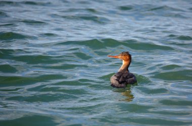 Kırmızı göğüslü merganser yeşil su