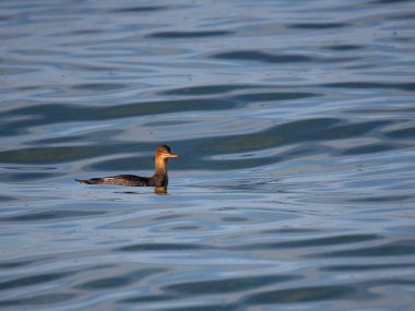 Kırmızı göğüslü merganser mavi su