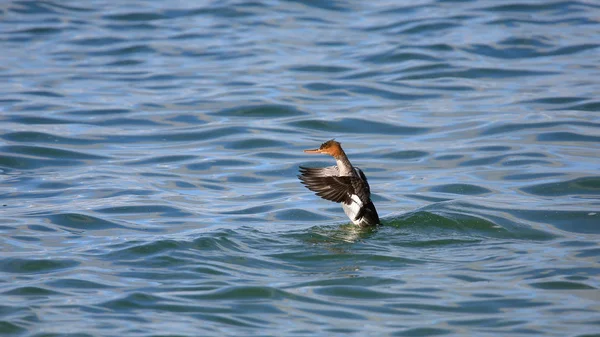 Rotbrust-Merganser auf dem Wasser, dem die Flügel flattern — Stockfoto