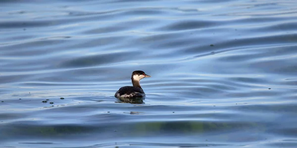 One Grebe con cuernos nadando en agua azul — Foto de Stock