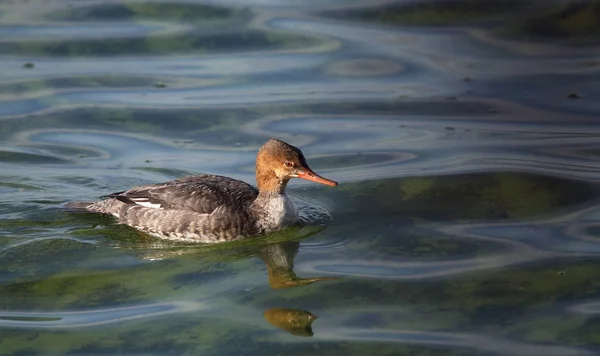red-breasted merganser swimming in green water