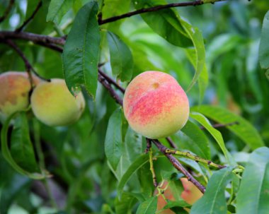 Olgun şeftali dalı yeşil yaprakları ile asılı