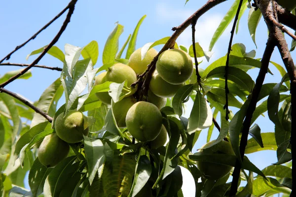 Yeşil yaprakları ile şube asılı yeşil şeftali