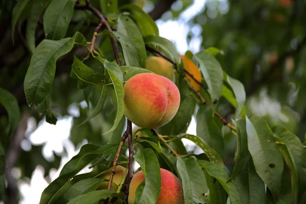 Olgun şeftali dalı yeşil yaprakları ile asılı