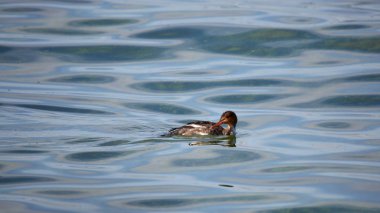  Kırmızı göğüslü merganser yeşil su
