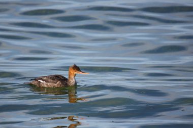 Kırmızı göğüslü merganser yeşil su