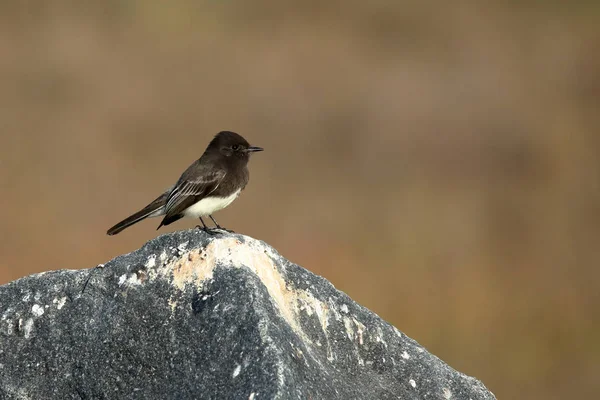 Una foebe negra posada sobre una roca — Foto de Stock