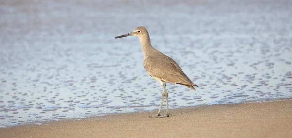 Shorebird de pé na borda das águas — Fotografia de Stock