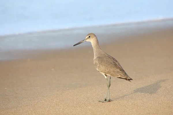 Shorebird standing at waters edge — Stock Photo, Image