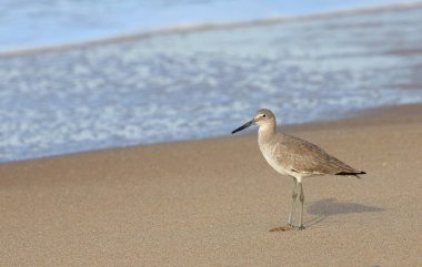Willet kum sular kenarında duruyor