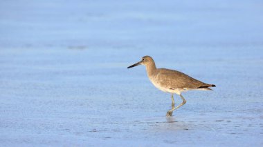 Mavi suda gölet ve göllerde sorusorması