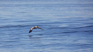 Kahverengi Pelikan düşük bir sakin Pasifik Okyanusu üzerinden kayar
