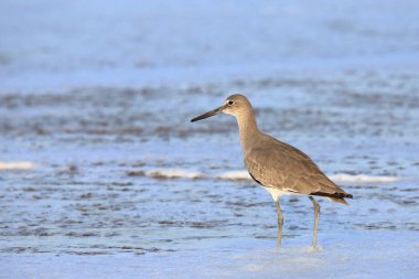 Mavi suda gölet ve göllerde sorusorması