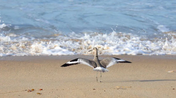 Shorebird na plaży ze skrzydłami rozszerzone — Zdjęcie stockowe