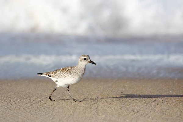 Oiseau de rivage marchant au bord de l'eau sur la plage — Photo