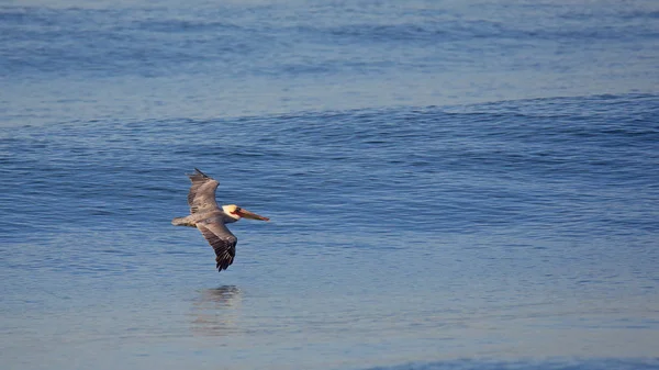 Коричневый пеликан скользит над спокойным голубым океаном — стоковое фото