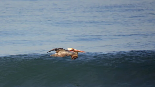 Pelikan brunatny sunie spokojny ocean niebieski — Zdjęcie stockowe