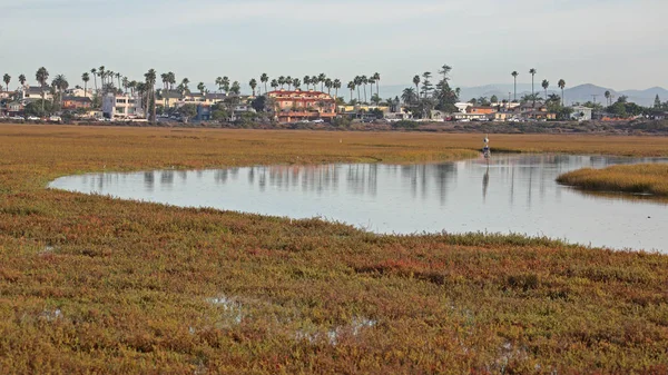 Stream berjalan meskipun Tijuana Slough NWR — Stok Foto