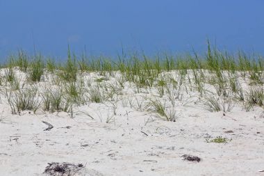 Otlar ile Meksika Körfezi kıyısında bir kumul üzerinde bir