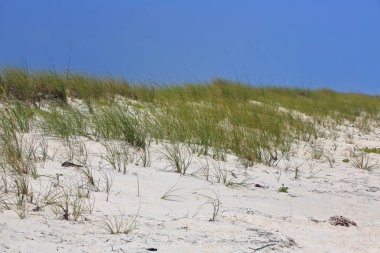 Otlar ile Meksika Körfezi kıyısında bir kumul üzerinde bir