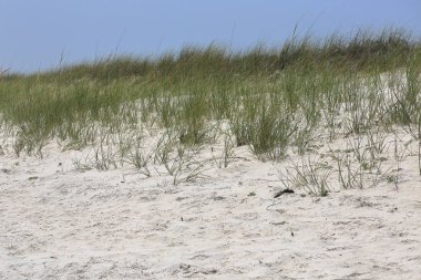 Otlar ile Meksika Körfezi kıyısında bir kumul üzerinde bir