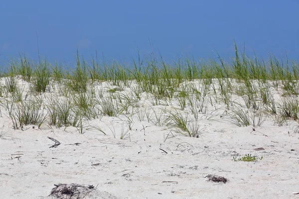 Grasses on a sand dune on the coast of the Gulf of Mexico with a — Stock Photo, Image