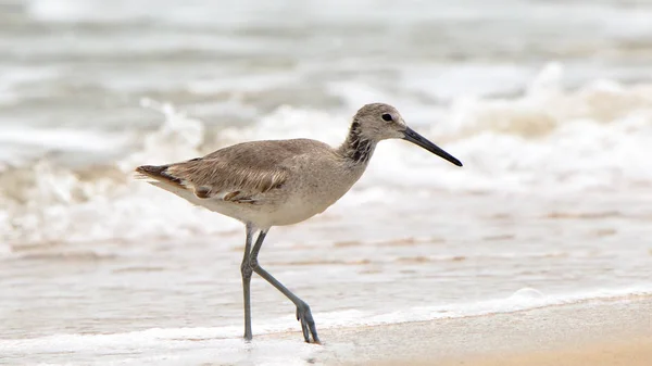 Shorebird (willet) walking in the surf — Stock Photo, Image