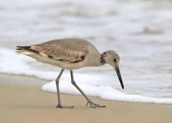 Shorebird (willet) walking in the surf — Stock Photo, Image