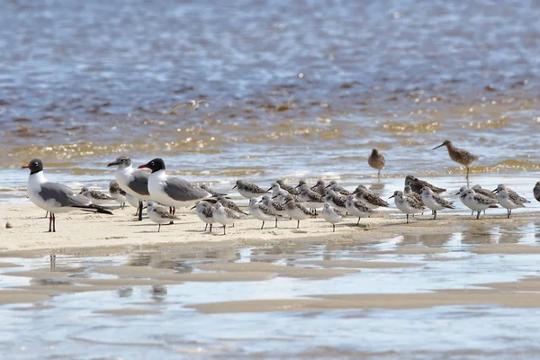 Seagulls and sanderlings on a sandbar — Stock Photo, Image