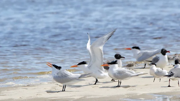 Terns on a sandbar with wing extended — Stock Photo, Image