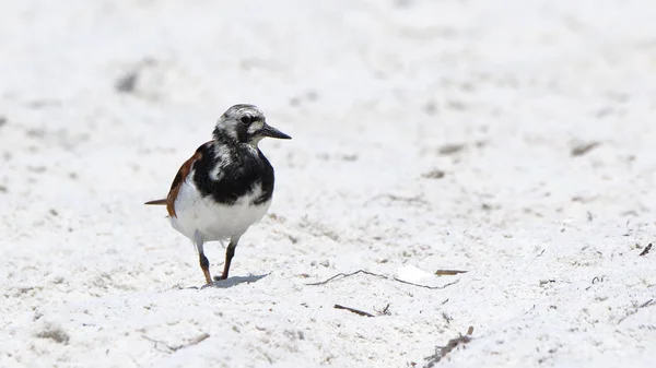 Kumlu bir plaj üzerinde kırmızı turnstone