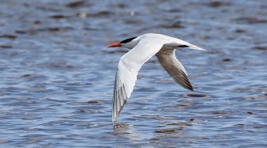 Caspian tern flying with wingtips against water clipart