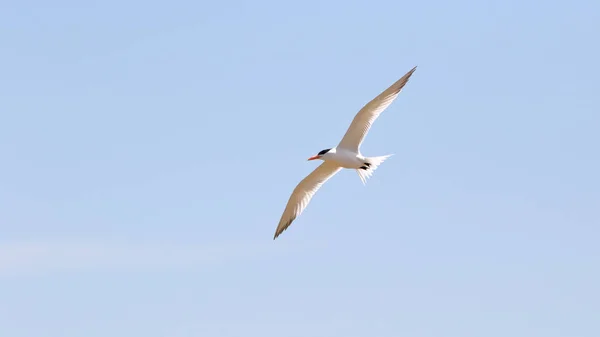 Gaivota com asas estendidas contra um céu azul claro — Fotografia de Stock