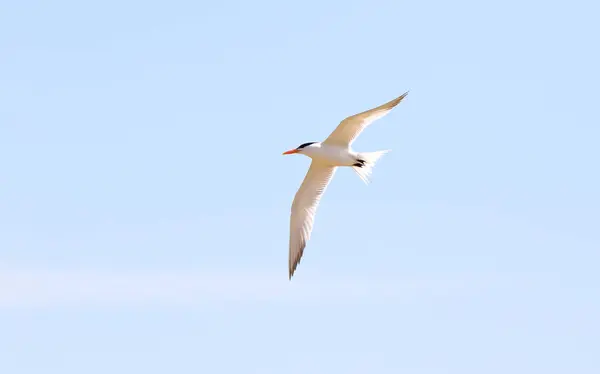 Gaivota com asas estendidas contra um céu azul claro — Fotografia de Stock