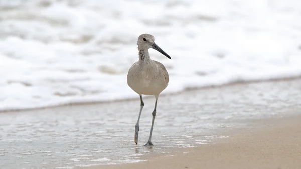 Willet che cammina sulla sabbia con il surf sullo sfondo — Foto Stock