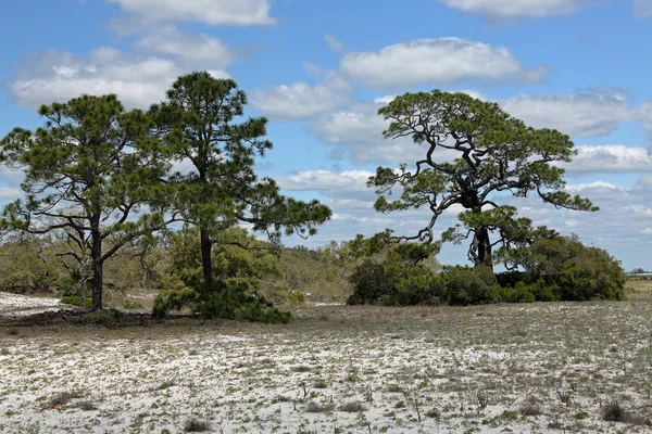 Kiefern und Sträucher wachsen auf einer sandigen Insel in Florida — Stockfoto