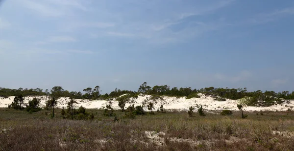 Pine trees and shrubs growing on a sand dune in Florida — Stock Photo, Image