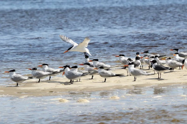 Caspian terns and laughing gulls on a sandbar — Stock Photo, Image