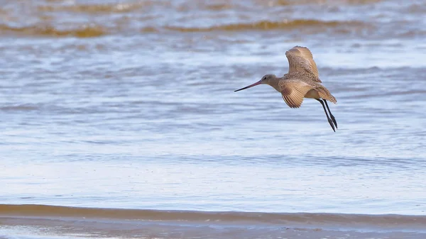 Godwit deslizándose en un aterrizaje con las alas extendidas — Foto de Stock