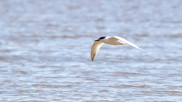 Tern Cáspio deslizando sobre o Golfo do México — Fotografia de Stock