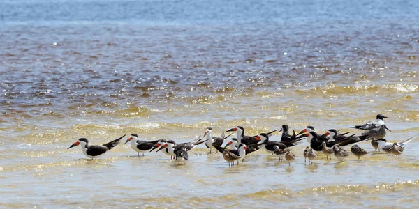 Черные скиммеры, чайки и ивы, шлифующие мелководье — стоковое фото