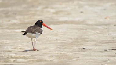 Poyraz kuşugiller walkikg plaj kum üzerinde