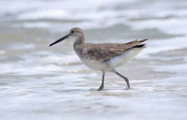 willet sörf yürüyüş