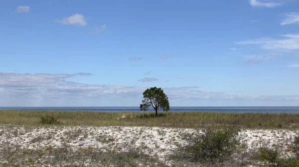 Osamělé malé borovice na prázdné travnaté pláži — Stock fotografie