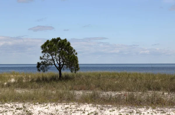 Einsamer kleiner Kiefernbaum auf einem leeren grasbewachsenen Strand — Stockfoto